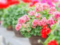 Reich blühende Geranien in Rosa und Rot, ein Zeichen für gute Geranien Pflege.