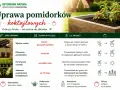 Uprawa pomidorków koktajlowych krok po kroku: od wysiewu nasion po zbiory. Poradnik zawiera terminy i wskazówki.