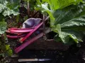 Frisch geernteter Rhabarber liegt in einem Korb im Garten. Die Erntezeit ist lang, bis in den Frühsommer hinein.