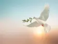Weiße Taube mit Olivenzweig im Schnabel fliegt vor einem sanften Sonnenuntergang. Sie symbolisiert Frieden, was man an Pfingsten feiert.