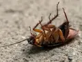 Cucaracha boca arriba, un ejemplo de cómo ahuyentar las cucarachas.
