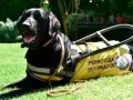 Perro guía negro con chaleco amarillo "Perroguía en Formación". Aprender su nombre es el primer paso, y cuanto tarda un perro en aprender su nombre varía.