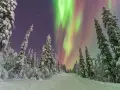 Snötäckta träd kantar en vinterväg under ett magiskt norrsken.