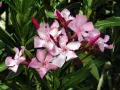 En klase ljusrosa nerium oleander-blommor med mörkgröna blad. Några knoppar är fortfarande stängda.