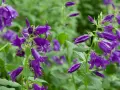 Lila Glockenblumen blühen üppig an ihrem natürlichen Standort im Grünen. Eine Biene besucht eine Blüte.