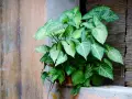 Syngonium z gęstymi, strzałkowatymi liśćmi o zielono-białym wzorze, rosnący przy oknie.