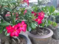 Piękne, różowe kwiaty róży pustyni kwitną w domu, dodając koloru i życia.