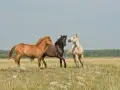 Trois chevaux, un bai, un noir et un alezan, galopent dans un pré. Le bai, comme il faut étalon, semble mener la course.