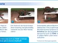 Anleitung zur Zeckenentfernung mit einer Karte: flach unter die Zecke schieben, fixieren und senkrecht herausziehen. Beobachten Sie die Stelle.