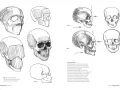 Szkice czaszek do nauki anatomii online. Rysunki przedstawiają czaszkę z różnych perspektyw, ukazując jej budowę.