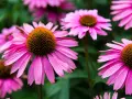 Nahaufnahme von pinken Echinacea-Blüten. Die Echinacea-Wirkung ist bekannt für ihre immunstärkenden Eigenschaften.
