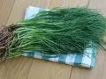 Un fascio di agretti selvatici, con le loro radici rossastre, pronti per essere cucinati. Crescono in terreni salmastri.