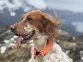 En brunvit hund med orange halsband, med tungan ute, njuter av vinden i fjällen. En riktig kissande hunden!
