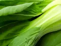 Świeży, zielony pak choi z błyszczącymi, soczystymi łodygami i liśćmi. Idealny do zdrowych dań.