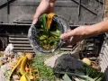 Ręce wsypują do kompostownika resztki roślinne, tworząc cenny nawóz organiczny z odpadów roślinnych.