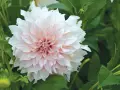 En vacker dahlia i kruka utomhus, med mjuka, ljusrosa och vita kronblad som sträcker sig utåt.