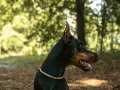Elegancki doberman w złotej obroży, gotowy do obrony. Sprawdź doberman cena i znajdź swojego idealnego towarzysza.