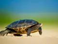Mały żółw na piasku. Ciekawe ciekawostki o żółwiach: potrafią żyć ponad 100 lat!