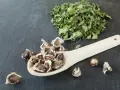 Semillas de moringa en una cuchara de madera junto a una pila de hoja de moringa seca.