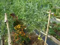 Reihe von grünen Tomatenpflanzen, die von Bambusstangen gestützt werden, mit leuchtend orangefarbenen Blumen dazwischen. Diese Tomaten sind vielleicht keine schlechten Nachbarn für die Blumen.