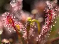 Gouttes de rosée sur des plantes carnivores rouges, avec un arrière-plan flou et lumineux. Une photo bokeh féerique.