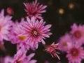Delicadas flores de septiembre en tonos rosados y púrpuras, con pétalos finos y un centro amarillo.