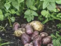 Nyskördade potatisar, både röda och gula, ligger på jorden bland gröna blad. En del av potatisen har fortfarande jord kvar, som om de nyss plockats från en potatis blomma.