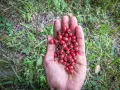 Une main ouverte présente une poignée de petits fruits rouges, des fruits sauvages cueillis dans la nature.