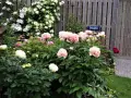 En lummig trädgård med många vackra, rosa och vita pioner som blommar. En skylt med texten "Eriksgatan" syns vid en trästaket.