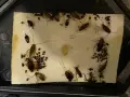 Trampa pegajosa llena de cucarachas y crías. Una avispa cucaracha, atrapada, intenta escapar.
