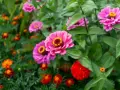 Fioritura di zinnie in estate, perfette per seminare in primavera per un giardino colorato.