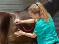 Vétérinaire auscultant le flanc d'un cheval, vérifiant le bon fonctionnement de son intestin grêle.