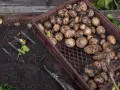 Nyskördade potatisar i en låda bredvid en grep. Radavstånd potatis ger en bra skörd.