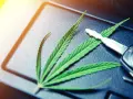 Privatrezept Cannabisblüten Autofahren: Rechtliche Risiken und Tipps