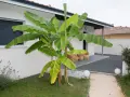 Zielone, bujne liście drzewa bananowego otaczają nowoczesny dom.