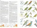 Aves migratorias España: Abejaruco europeo, persa y esmeralda, junto a la carraca europea, ilustrados con detalles de plumaje y distribución.