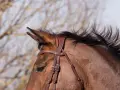 Gros plan sur la tête d'un cheval brun, portant une bride en cuir marron. Sa crinière noire flotte au vent.
