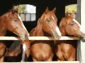 Trois chevaux grecs, aux robes rousses et aux marques blanches sur le front, regardent curieusement par-dessus une barrière en bois.