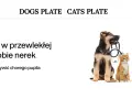 Szczeniak i kotek z weterynaryjnym stetoskopem. Temat: dieta nerkowa dla psa.