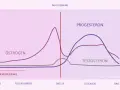 Graf över hormonnivåer under menstruationscykeln. Lågt progesteron kan ge symptom vid klimakteriet.