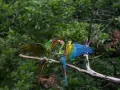 Sótano del Barro: Último refugio de guacamayas verdes en Querétaro