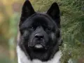 Ile kosztuje akita amerykańska? Sprawdź ceny i co wpływa na koszt