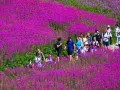 Grupa turystów spaceruje po kwiecistym zboczu. Widać piękne, fioletowe kwiaty, które tworzą malowniczy krajobraz. To idealny czas, by podziwiać, kiedy **hala gąsienicowa kwitnie**.
