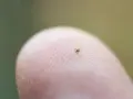 Mały kleszcz na opuszce palca.