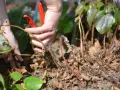 Hände mit roter Gartenschere schneiden spargelkraut ab.