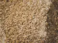 Nahaufnahme von Getreide, das für das Schnaps Maische ansetzen vorbereitet wird. Die Körner sind leicht feucht und bilden eine Textur.