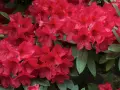 Ein dichter Busch mit leuchtend roten Rhododendron-Blüten und dunkelgrünen Blättern. Perfekt für den Garten.