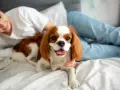 Uśmiechnięta osoba głaszcze Cavaliera, idealnego do mieszkania. Małe psy tej rasy to wspaniali towarzysze.