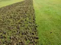 Po zabiegu aeracji rurkowej trawnik pokryty jest wyciętymi fragmentami darni, które wkrótce się rozpadną, poprawiając napowietrzenie.