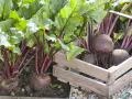 Frisch geerntete rote Bete mit grünen Blättern und roten Stielen liegen in einer Holzkiste. Die Erntezeit für rote Bete ist gekommen.